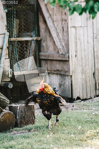 Image of Hens in backyard feeding