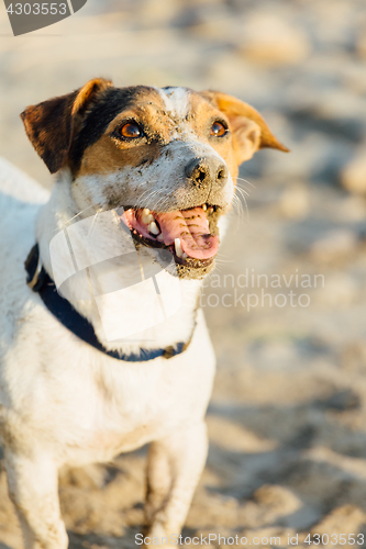 Image of Adorable dog posing on beach