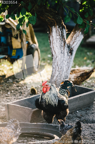 Image of Hens in backyard feeding