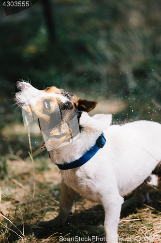 Image of Dog shaking down from drops