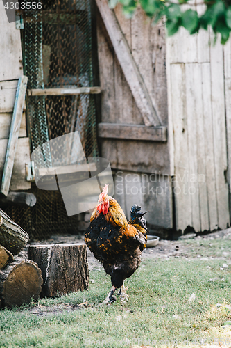 Image of Hens in backyard feeding