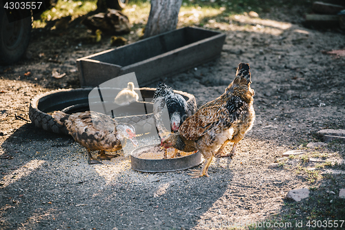 Image of Livestock eating in yard