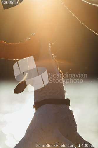 Image of Dog playing with owner in sunlight