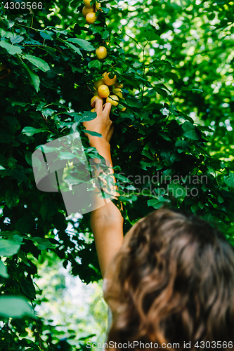 Image of Little girl collecting plums in orchard