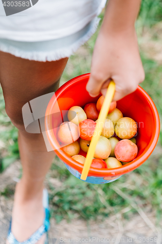 Image of Crop girl holding bucket with plums