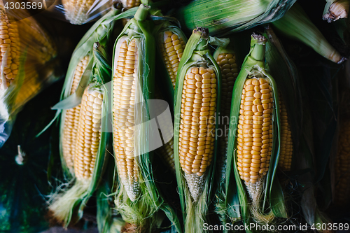 Image of Corns on cobs in stack