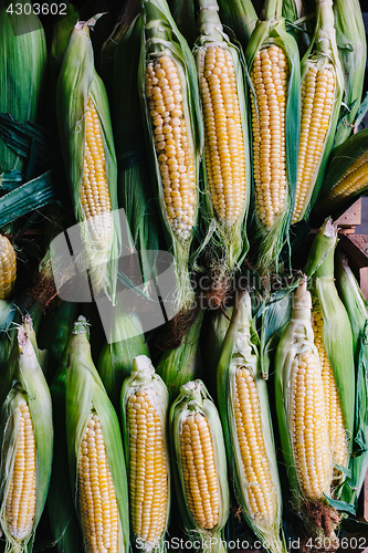 Image of Corns on cobs in stack