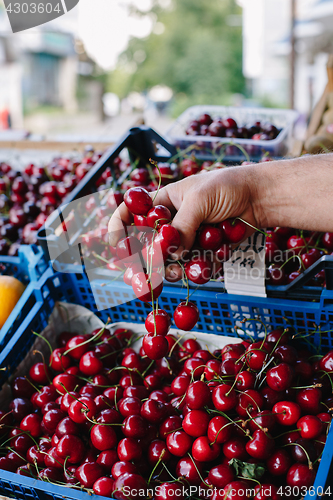 Image of Crop person buying cherry