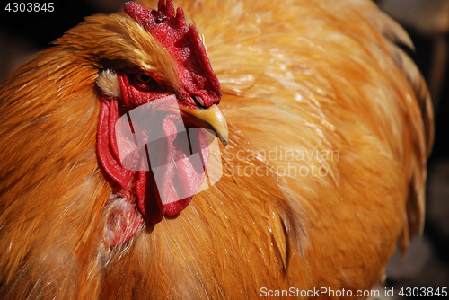 Image of close-up portrait of rooster