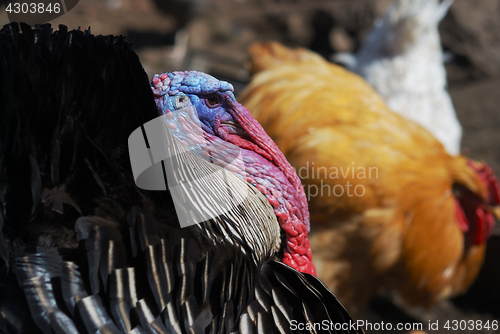 Image of turkey in a birds yard