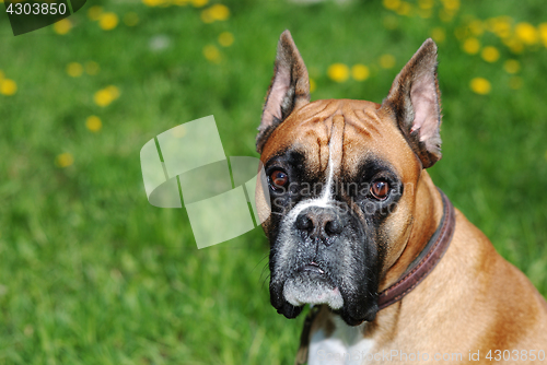 Image of dog look at camera against green background 