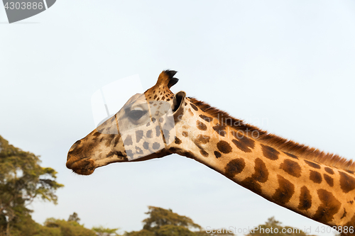 Image of giraffe in africa
