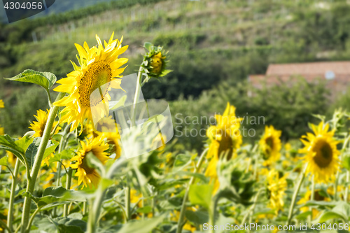 Image of typical sunflower field