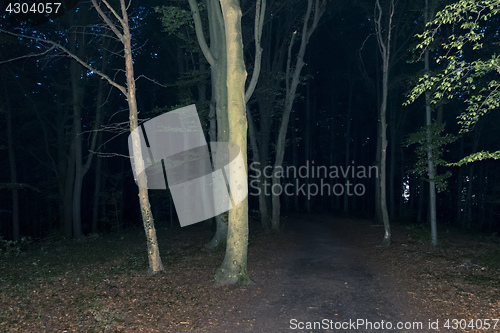 Image of dark forest at night
