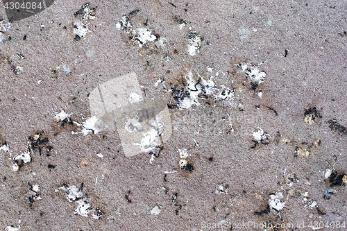 Image of some bird poop on the ground