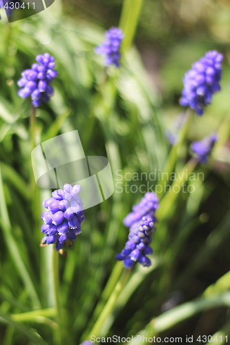 Image of grape hyacinths