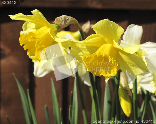 Image of daffodils in the sunlight