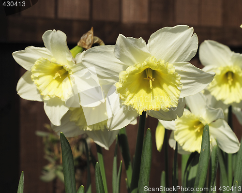 Image of daffodils in the sunlight