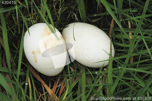 Image of two eggs  in the grass