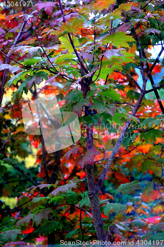 Image of Autumn leaves.