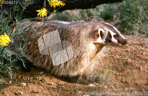 Image of Badger in the woods.