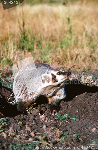 Image of Badger sitting in the woods.