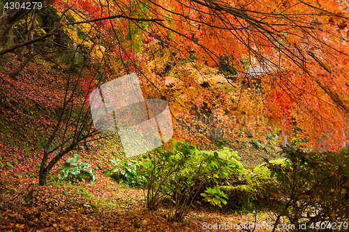 Image of Maple tree in autumn