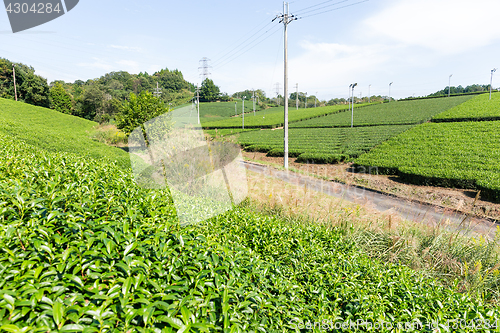 Image of Tea plantation