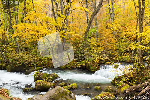 Image of Oirase Stream in fall