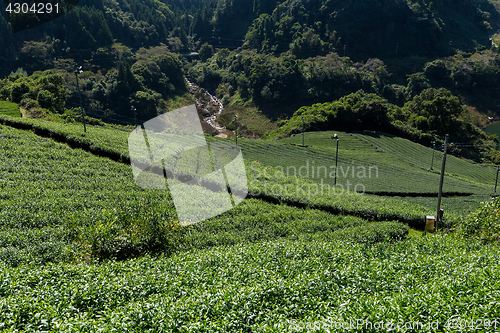 Image of Green fresh Tea field