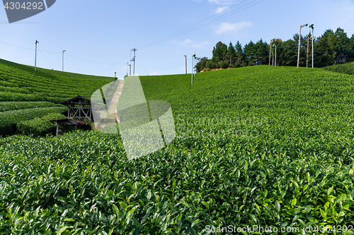 Image of Fresh green tea plantation