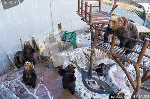 Image of Japanese Brown bear