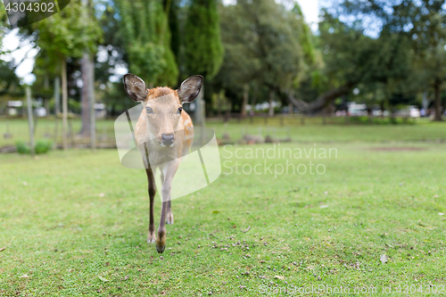 Image of Natural deer