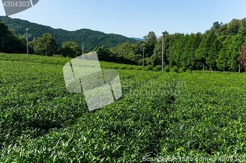 Image of Tea farm