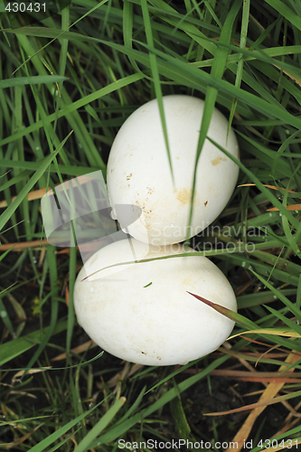 Image of two eggs  in the grass