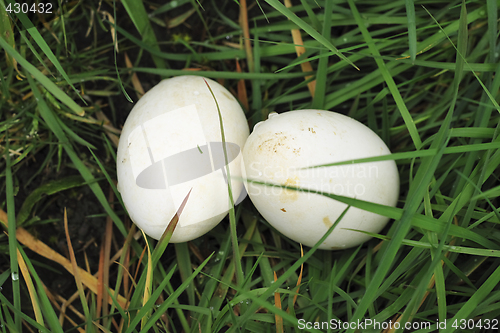 Image of two eggs  in the grass