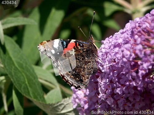 Image of red admiral butterfly