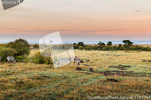 Image of herd of zebras grazing in savannah at africa