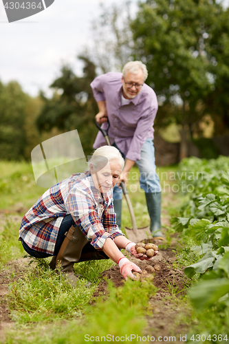 Image of senior couple planting potatoes at garden or farm