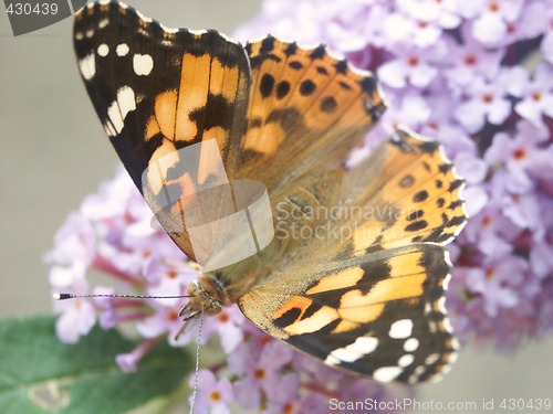 Image of painted lady butterfly