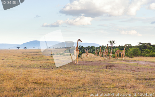 Image of group of giraffes in savannah at africa