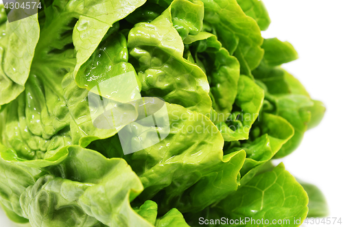 Image of Green butter head lettuce