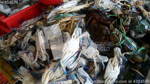 Image of Freshly caught blue crabs