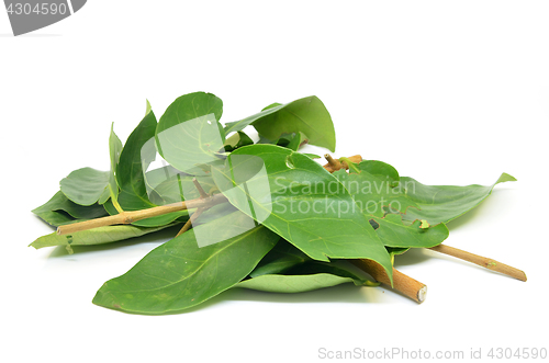 Image of Indonesian Bay Leaf