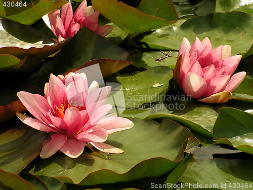 Image of Water Lilies 1