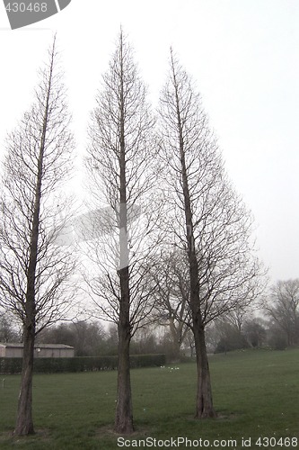 Image of converging trees