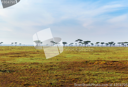 Image of acacia trees in savannah at africa