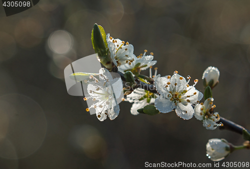 Image of Blossom and Dew