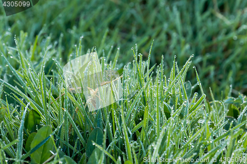 Image of Dew on Grass