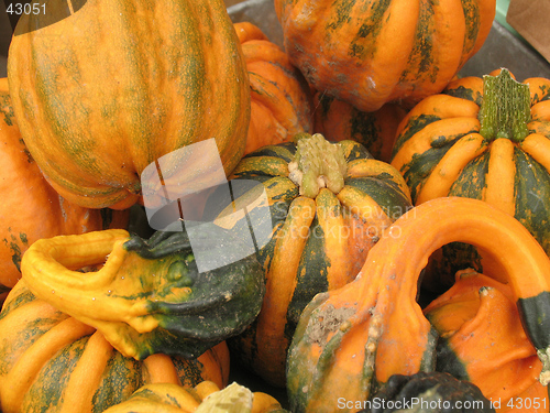 Image of Pumpkins